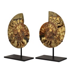 Specimen minerale fossile di Ammonite molto grande da 10,25 pollici, tagliato, lucidato e montato