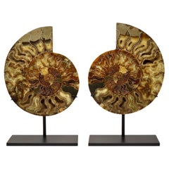 Very Large 10.25 Inch Ammonite Fossil Cut Polished and Mounted Mineral Specimen