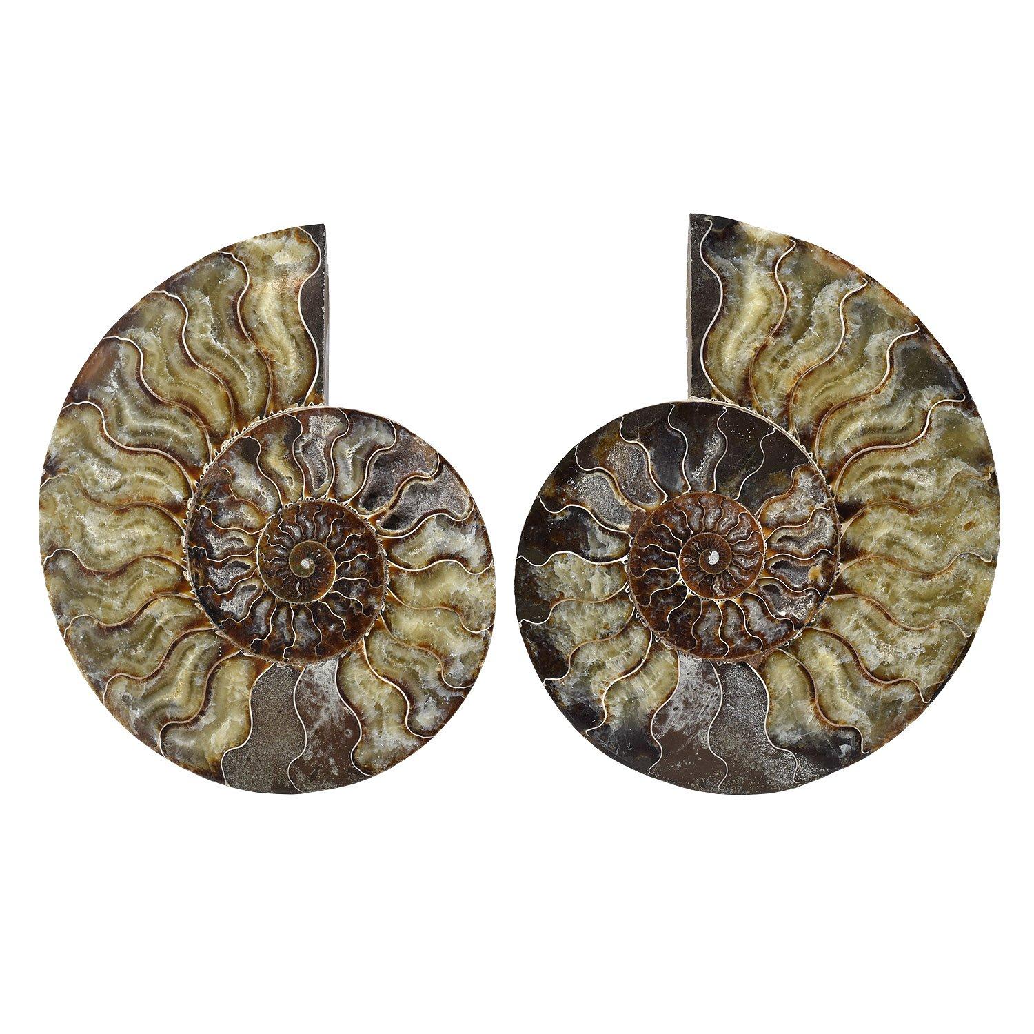 Grande set di fossili montati di Ammonite spaccata da 8 pollici
Periodo Giurassico - Cretaceo, 200 - 145 milioni di anni fa

Il taglio e la lucidatura di questa coppia di grandi dimensioni hanno rivelato camere d'aria intatte di colore