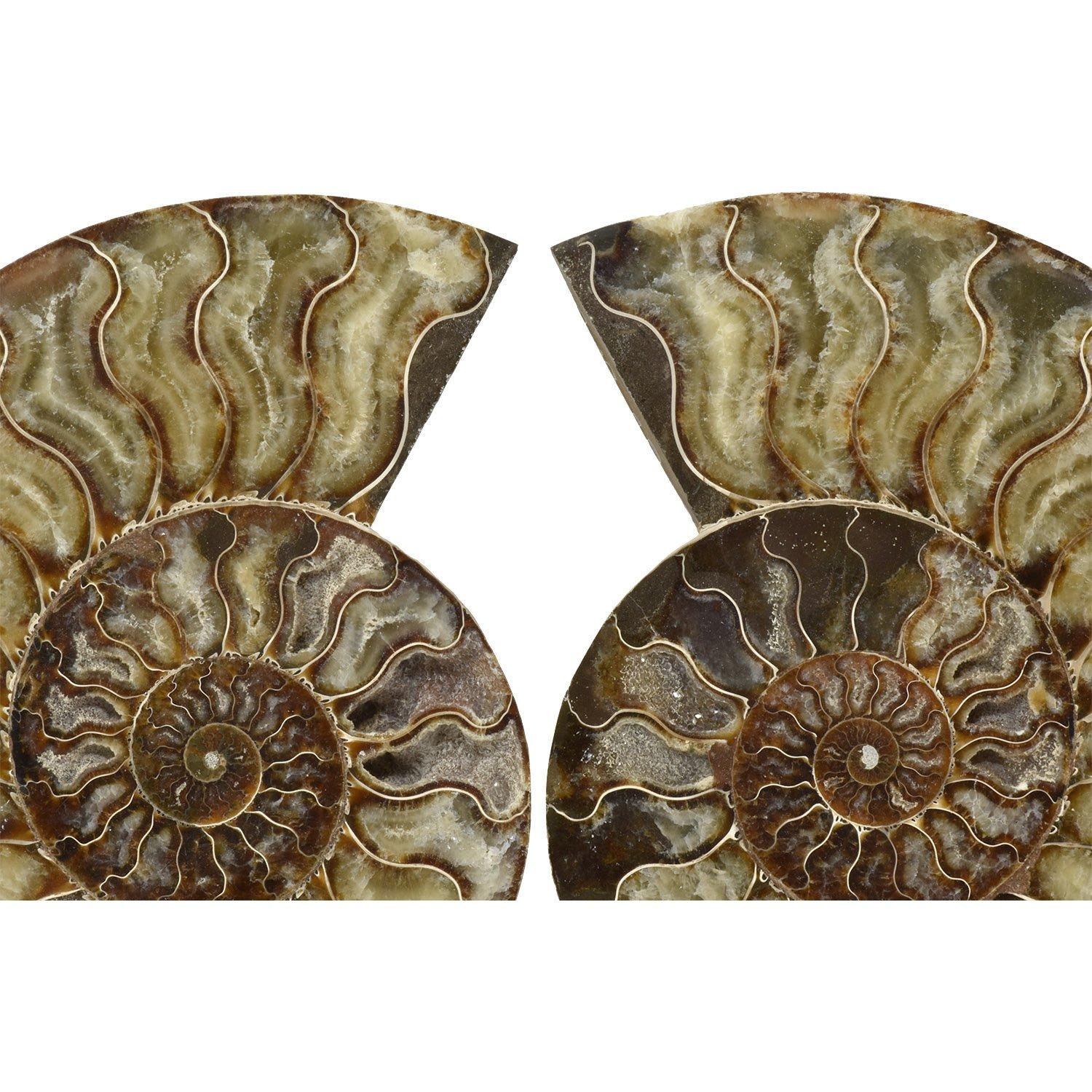 Malgascio Specimen minerale fossile di Ammonite di grandi dimensioni da 8 pollici con taglio lucidato e montato in vendita