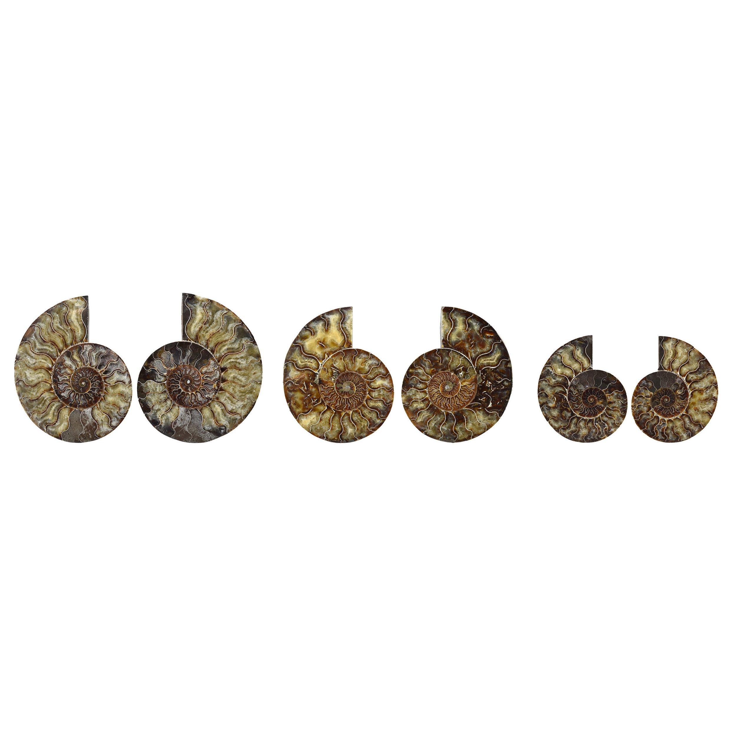 Specimen minerale fossile di Ammonite di grandi dimensioni da 8 pollici con taglio lucidato e montato In condizioni buone in vendita a Point Richmond, CA