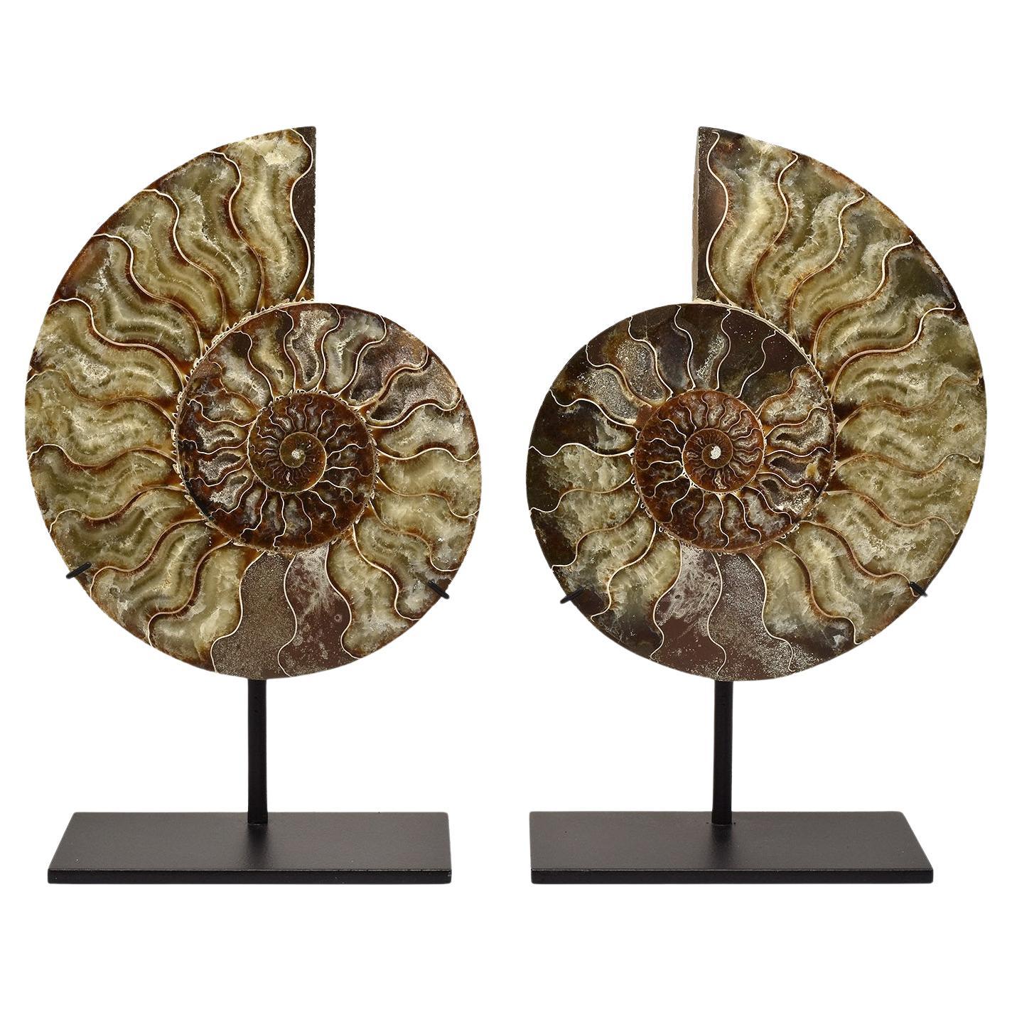Large 8 Inch Ammonite Fossil Cut Polished and Mounted Mineral Specimen