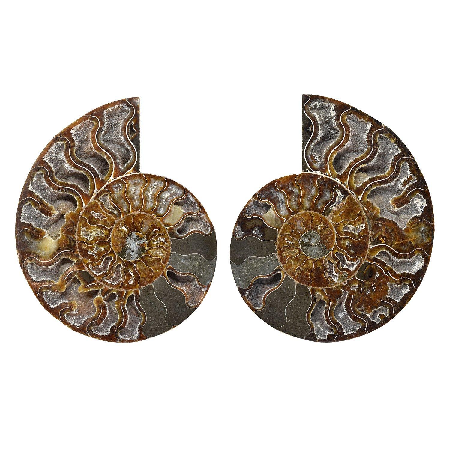 Ammonite fossile da 6,5 pollici tagliata lucidata e montata Specimen minerale Giurassico - Cretaceo, 200 - 145 milioni di anni fa

Il taglio e la lucidatura di questa ammonite hanno rivelato un interno con camere d'aria di colore dal marrone miele