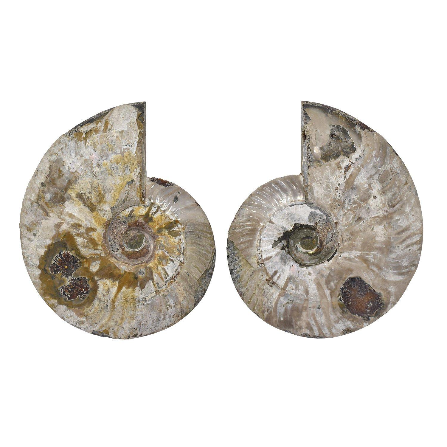 Altro Ammonite fossile da 6,5 pollici tagliata lucidata e montata Specimen minerale in vendita
