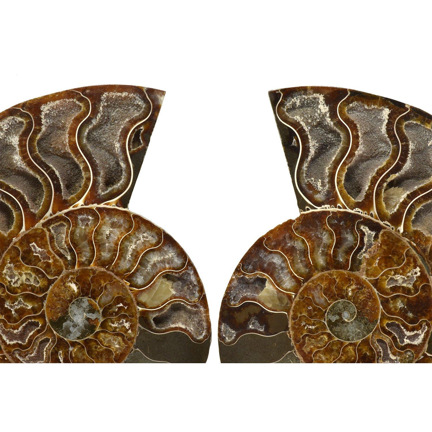 Malgascio Ammonite fossile da 6,5 pollici tagliata lucidata e montata Specimen minerale in vendita