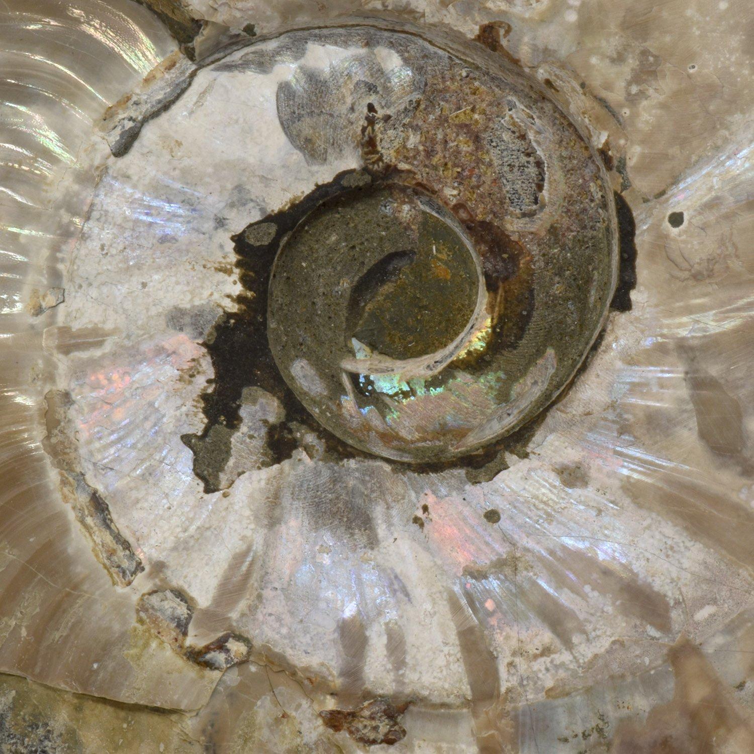 Ammonite fossile da 6,5 pollici tagliata lucidata e montata Specimen minerale In condizioni buone in vendita a Point Richmond, CA