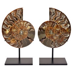 6.5 Inch Ammonite Fossil Cut Polished and Mounted Mineral Specimen