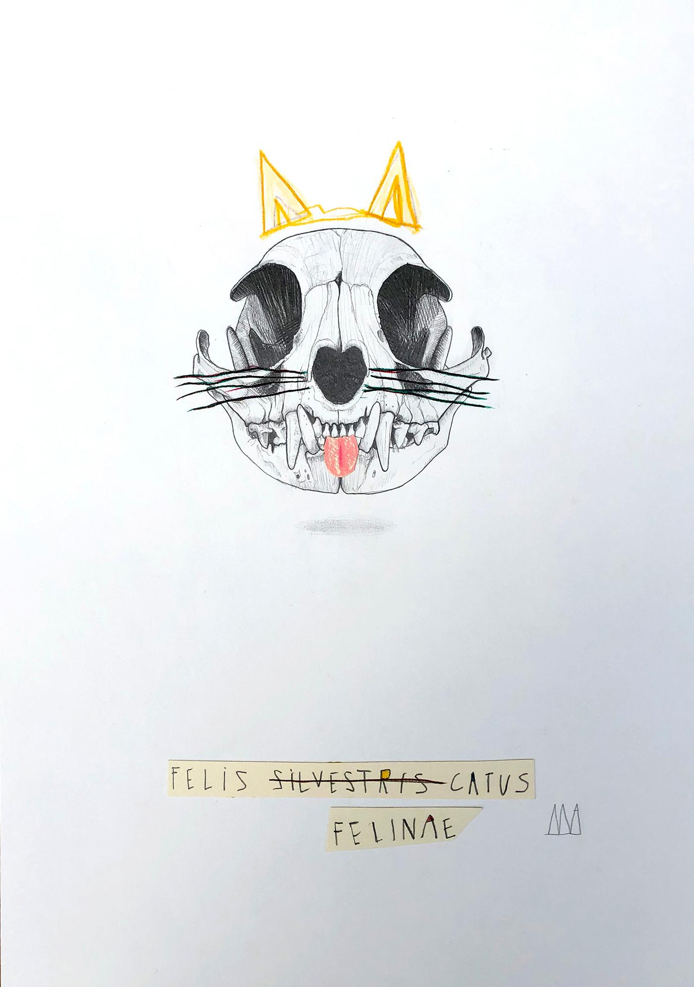 FELIS CATUS 2020 in vendita 1