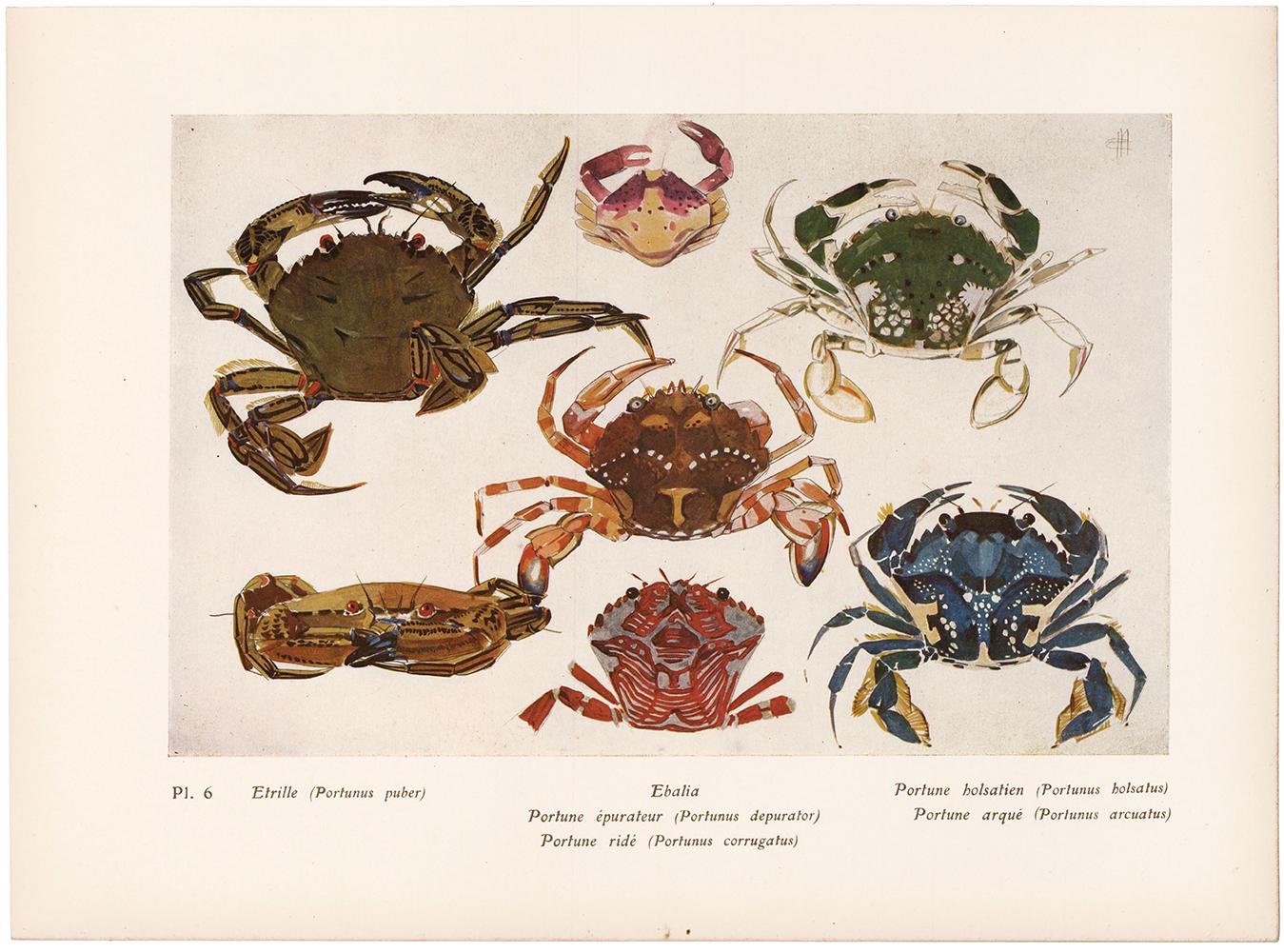 Crab Print For Sale 1