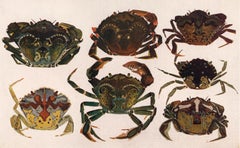 Antique Crab Print