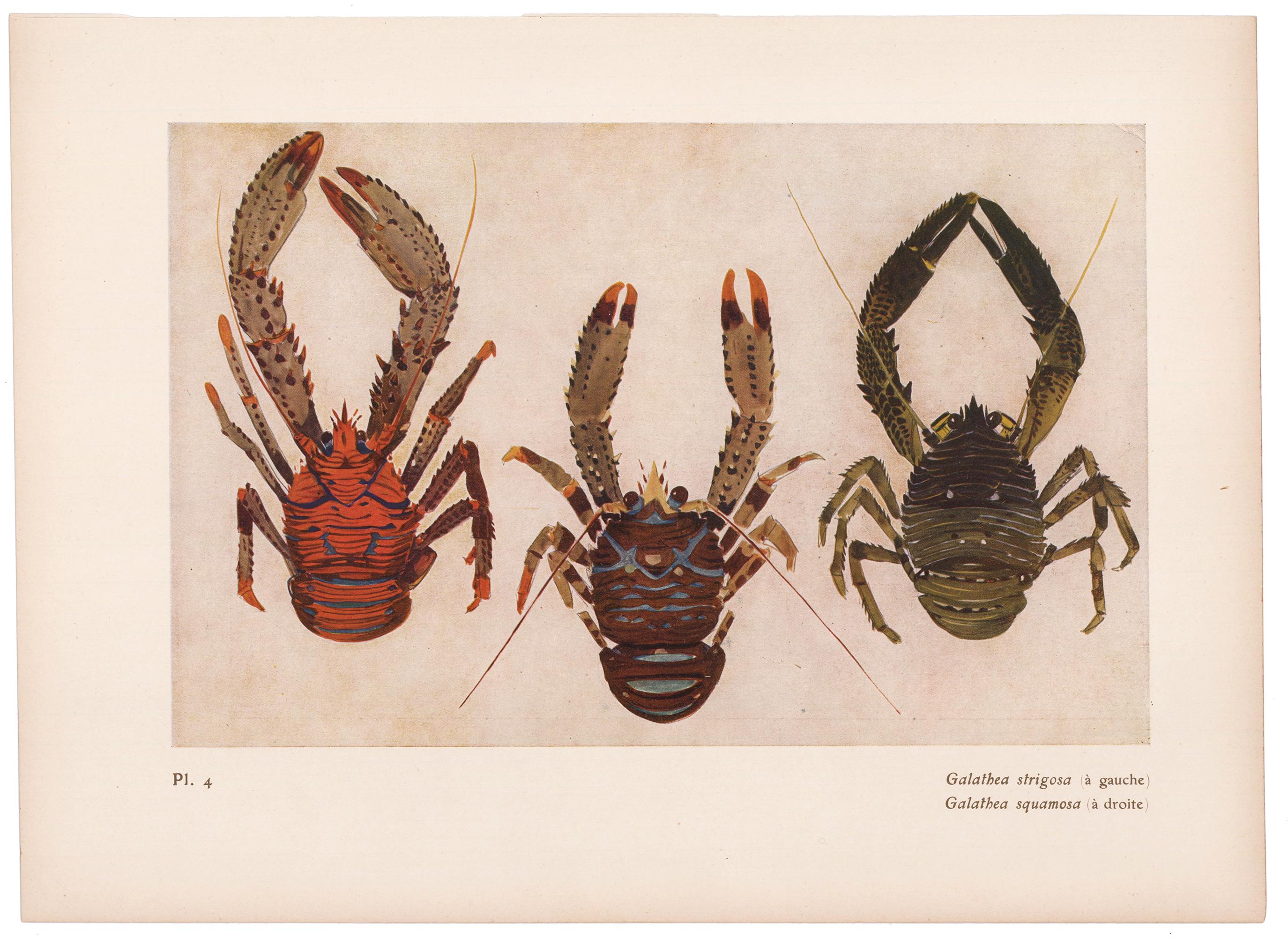 lobster mediterranean