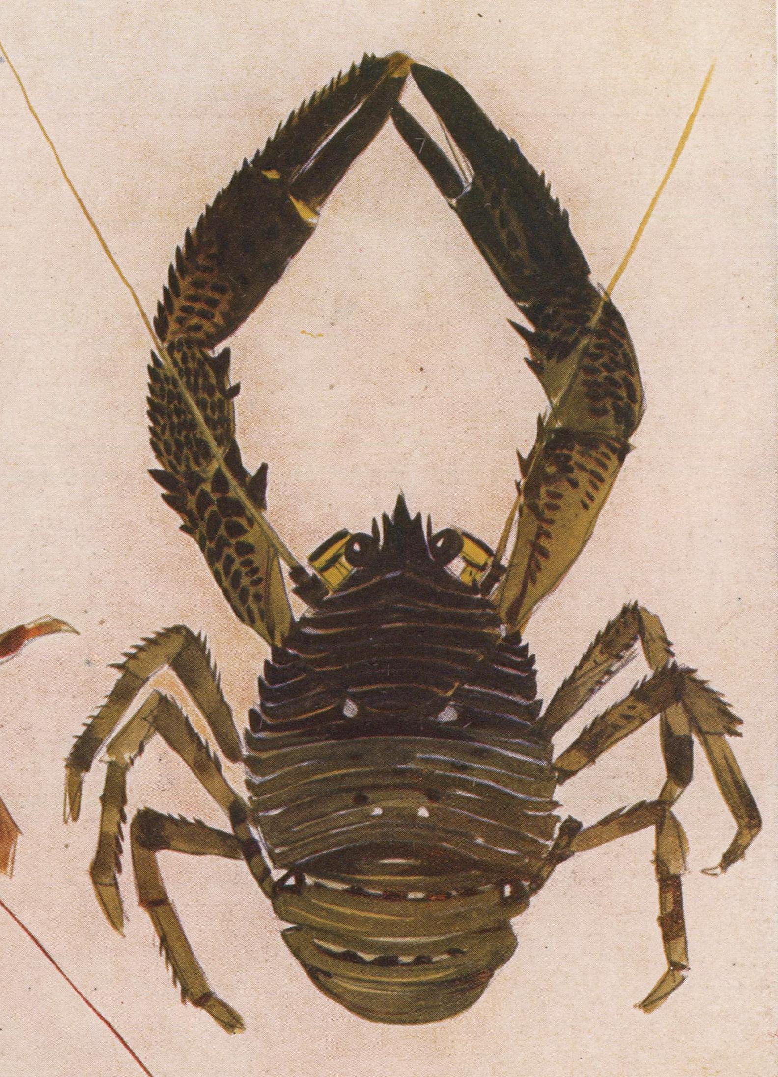 Mediterranean Lobster Print 1