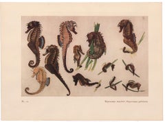 Impresión Caballito de mar