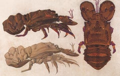 Slipper Lobster Print