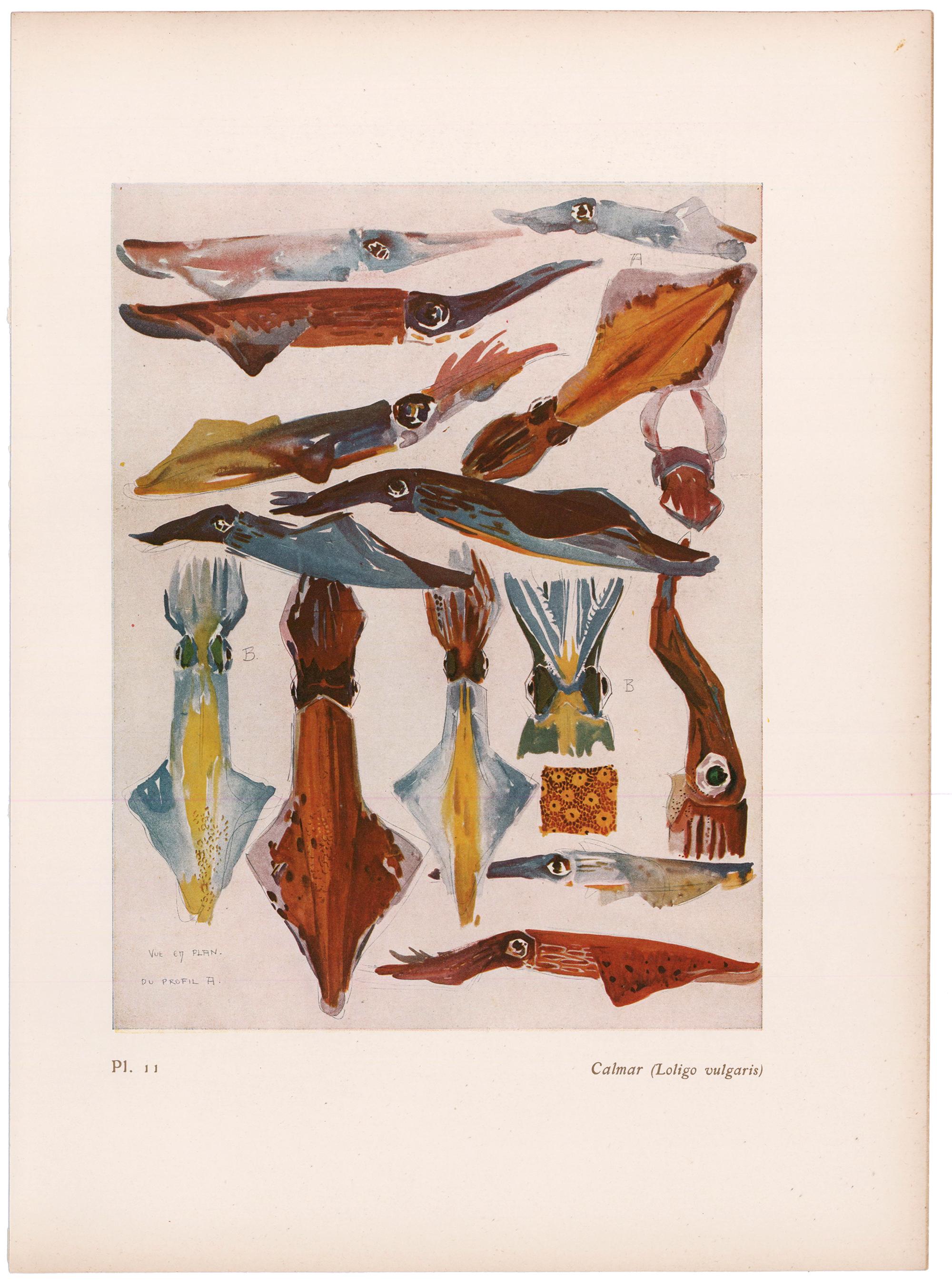 lithographie mathurin meheut