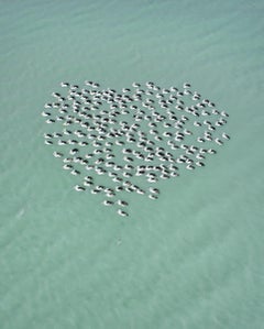 MAT BEETSON - Pelican Heart, Western Australia