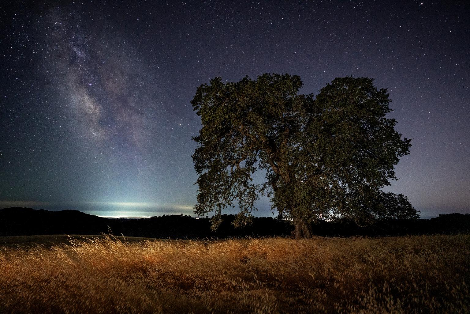 Matt Chesebrough Landscape Photograph - Northern California Milky Way - Night Photograph of Oak Tree in Meadow + Stars