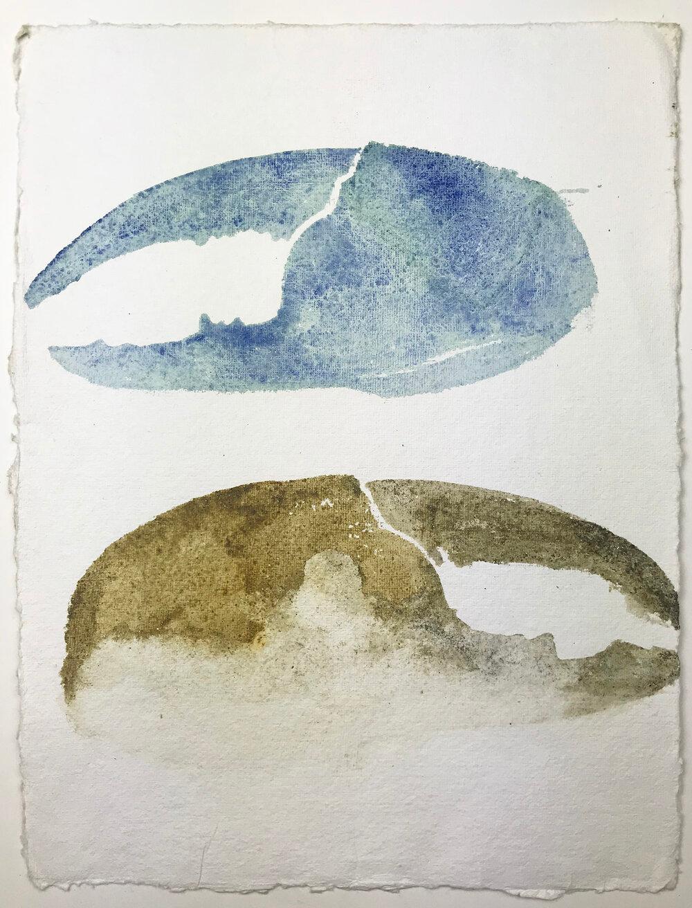 Tasmanie, Aquatique, 2009