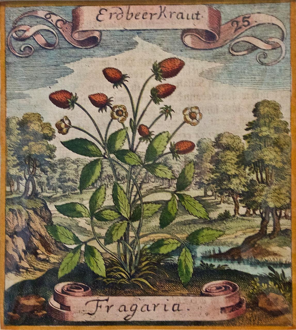 Strawberry Plant: A 17th Century Hand-colored Botanical Engraving by Merian  - Print by Matthaeus Merian