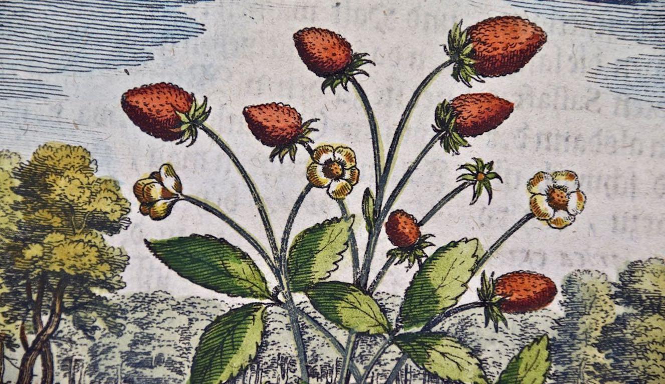 17th century botanical prints