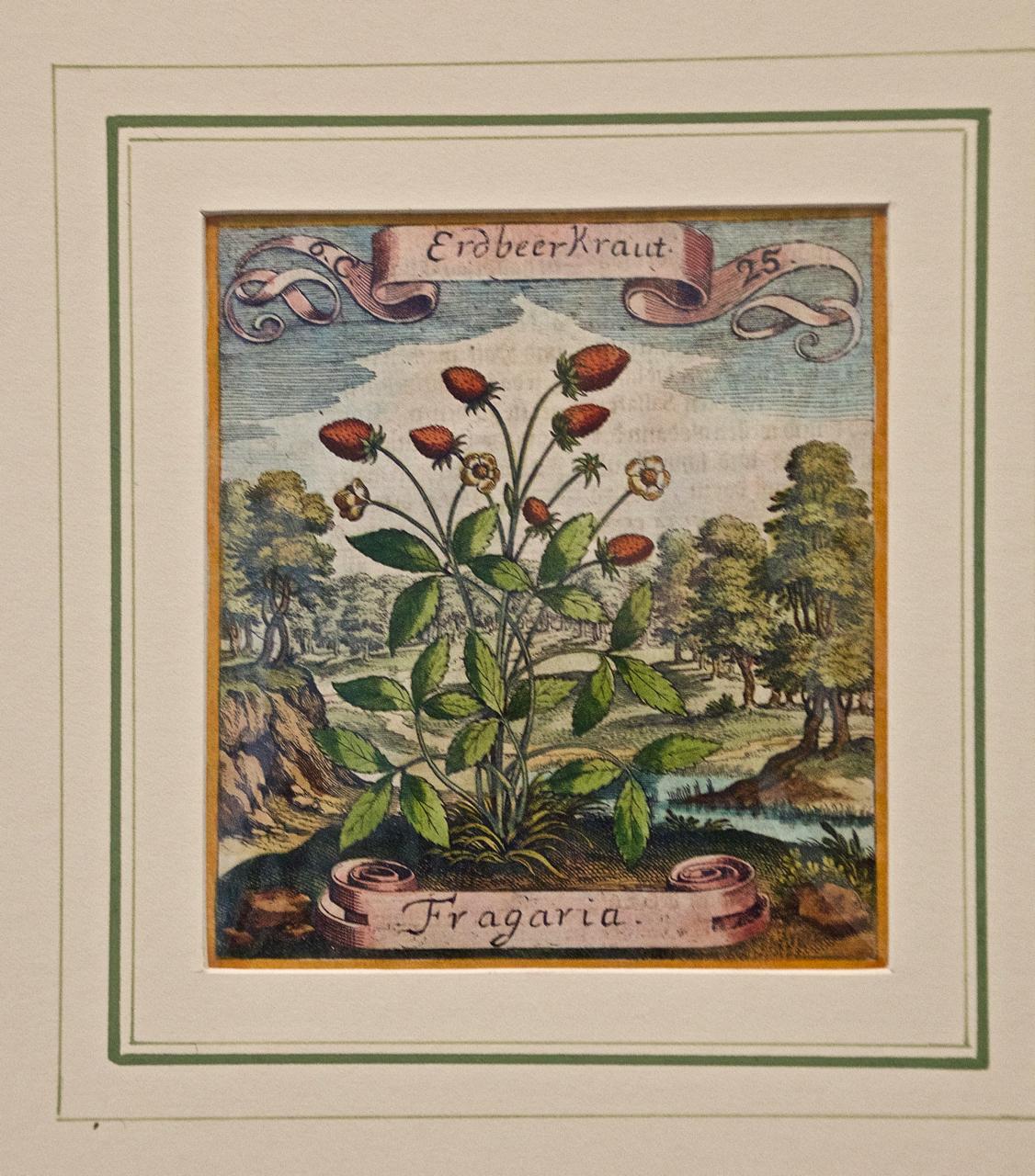 Matthaeus Merian Still-Life Print - Strawberry Plant: A 17th Century Hand-colored Botanical Engraving by Merian 