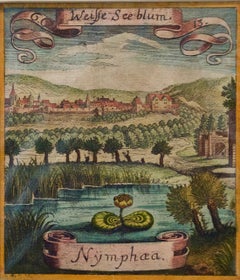 17th Century Hand-colored Botanical Engraving of a Water Lily Plant by Merian