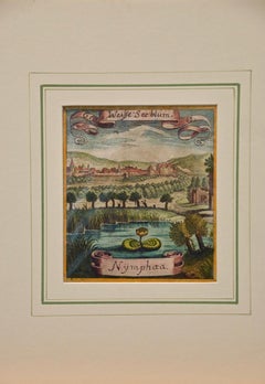 handkolorierter botanischer Kupferstich einer Seerosenpflanze von Merian aus dem 17