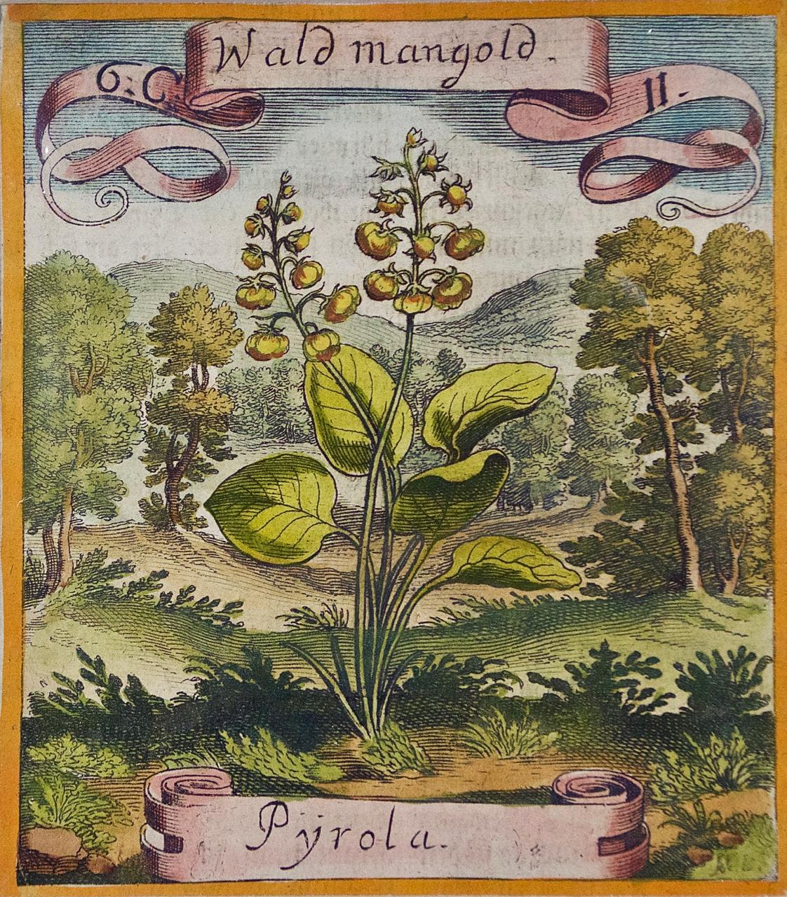 17th Century Hand-colored Botanical Engraving of a Wintergreen Plant by Merian  - Print by Matthaeus Merian