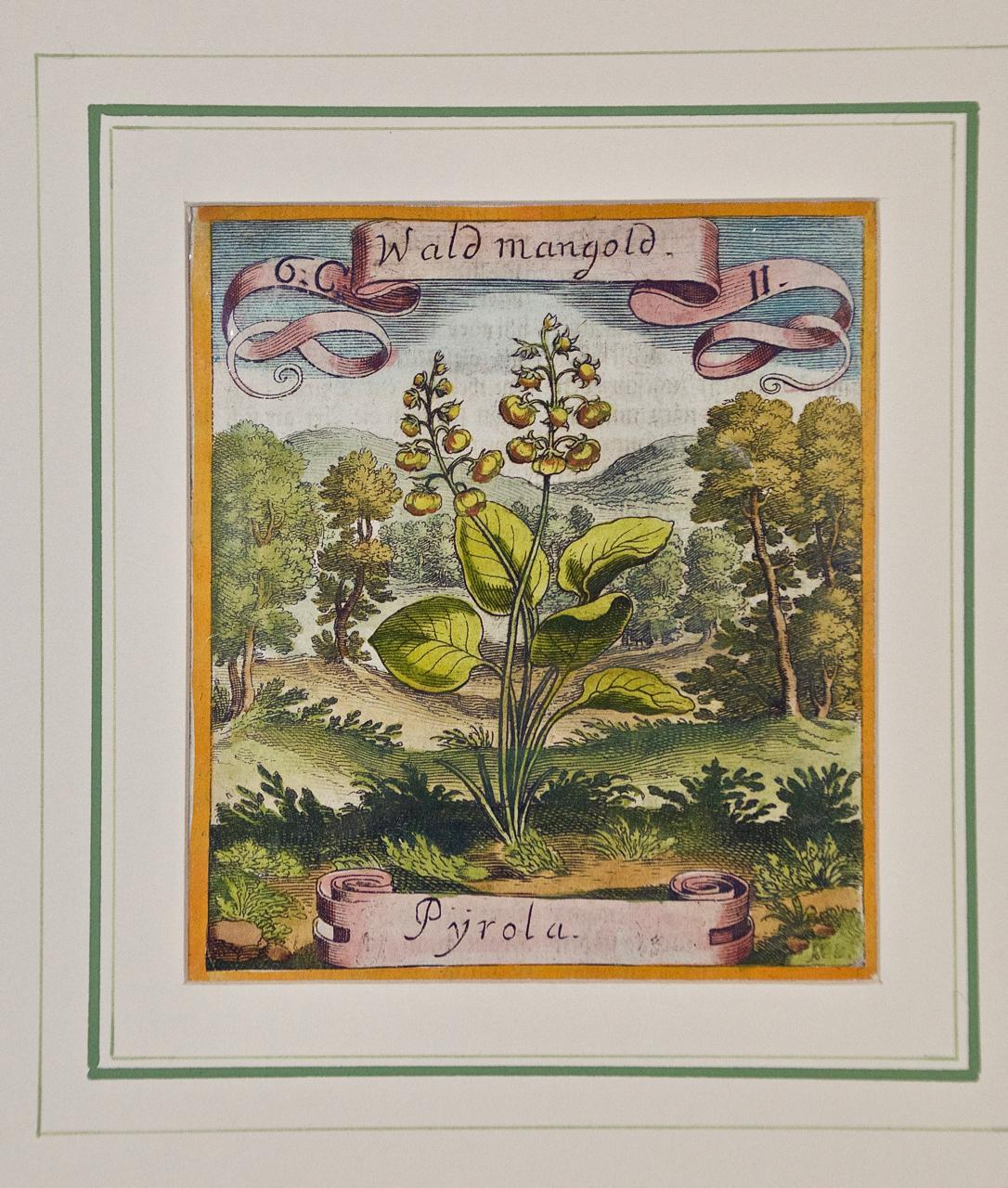 Matthaeus Merian Landscape Print - 17th Century Hand-colored Botanical Engraving of a Wintergreen Plant by Merian 