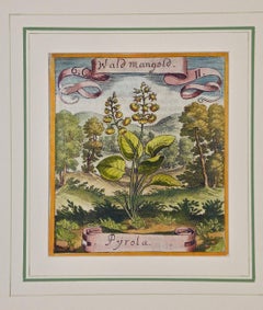 17th Century Hand-colored Botanical Engraving of a Wintergreen Plant by Merian 