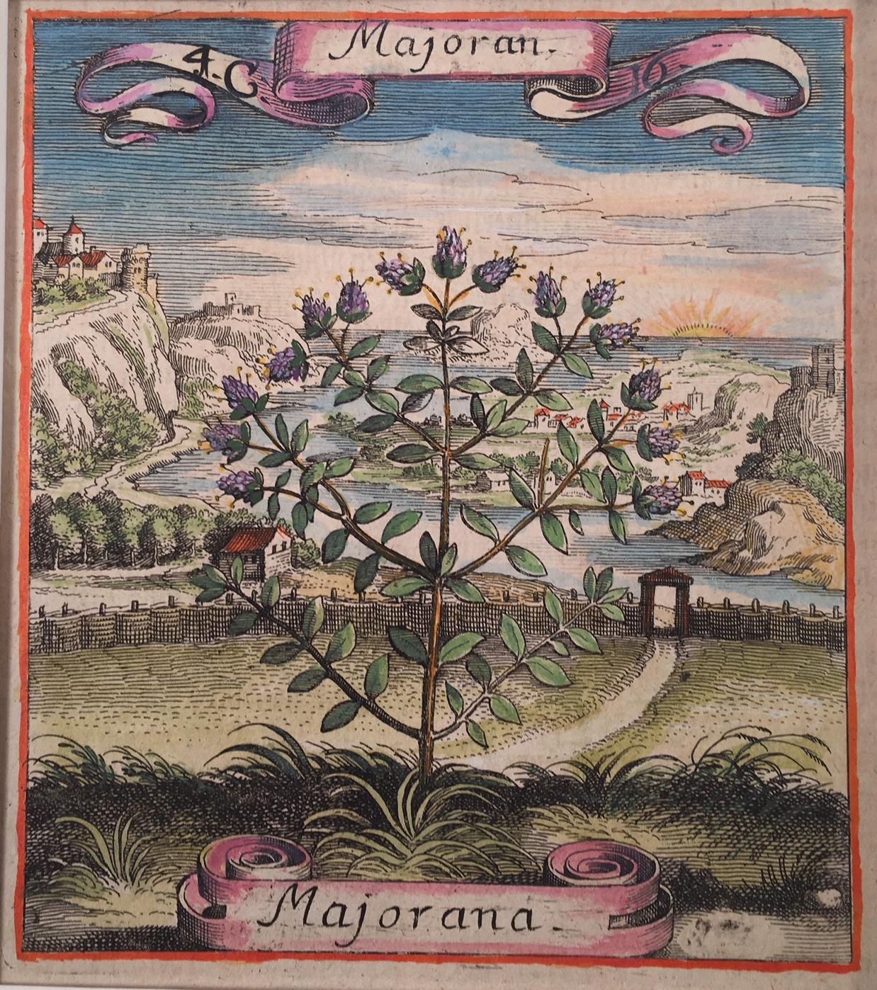 Beautifully hand-colored original engraving from the German  compendium of spices and plants engraved by Matthaeus Merian and published in 1719, Des vollstaendigen und Reformierten Kraeuter Buchs, Das XVI.  Kapitel. Von dem Majoran.

Sometimes