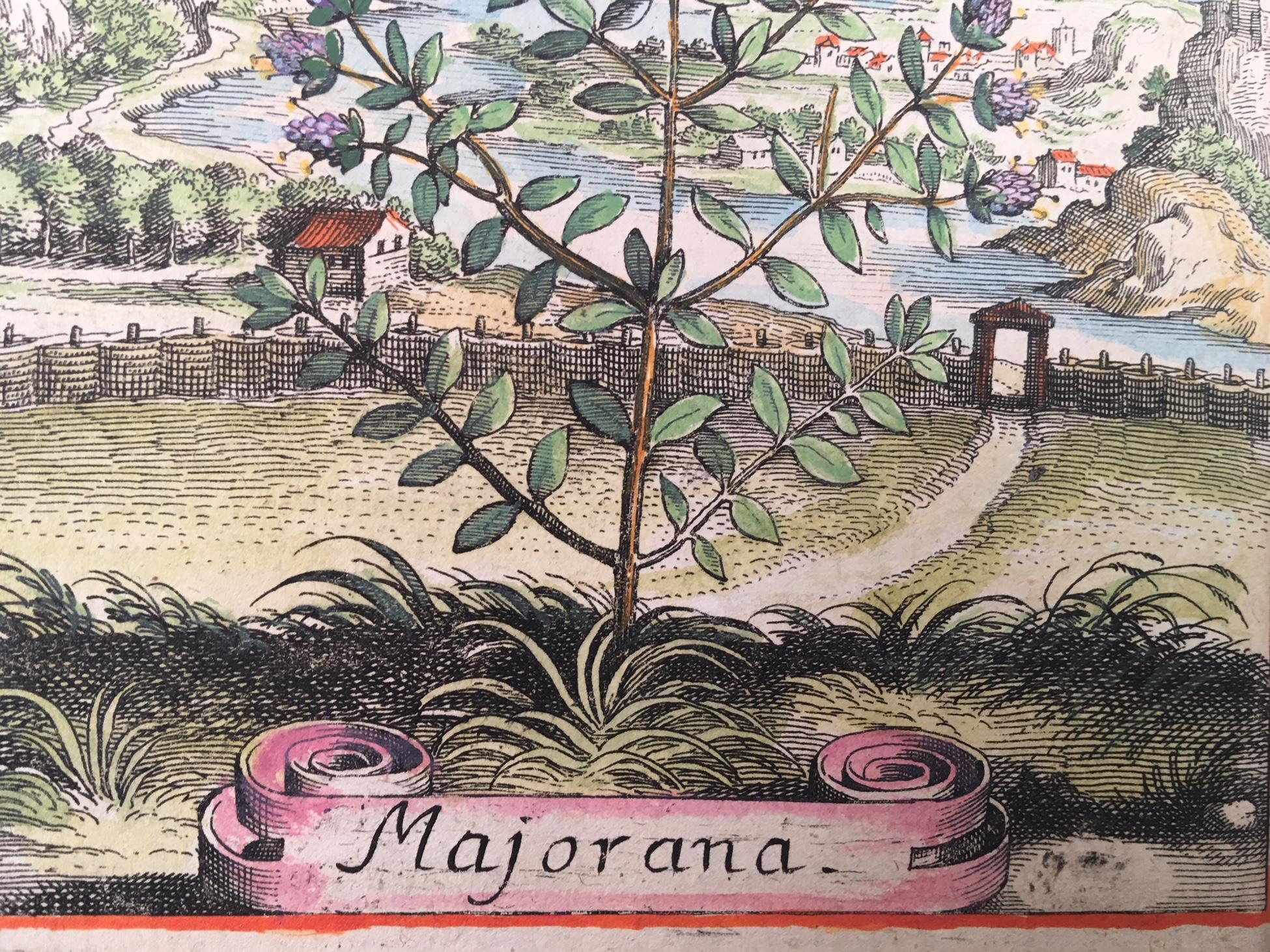 Marjoram in 18th Century Coastal Landscape by Matthaeus Merian 1