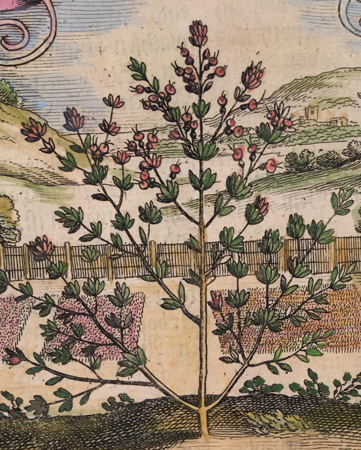  Thyme in 18th Century Garden Landscape by Matthaeus Merian For Sale 1