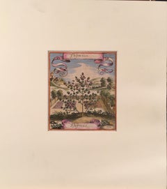 Thyme in 18th Century Garden Landscape by Matthaeus Merian