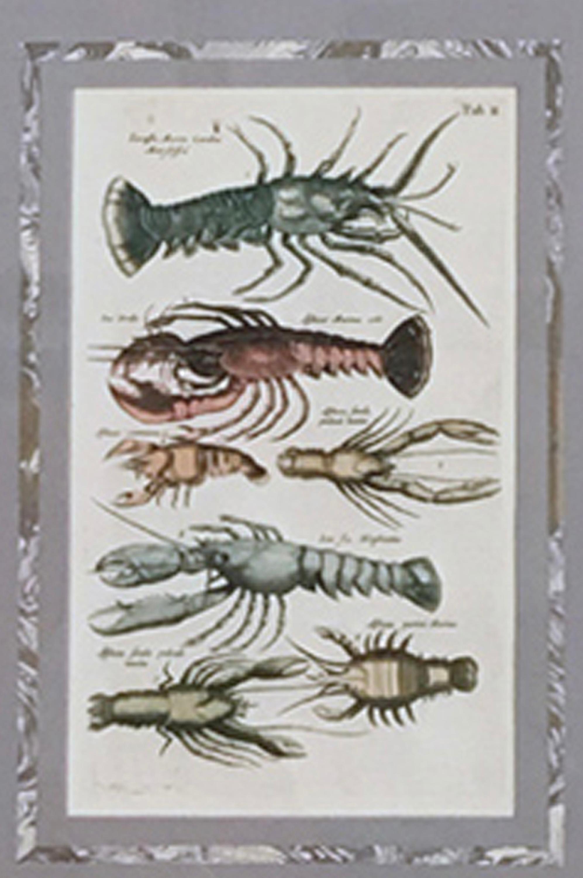 Lobster - Other Art Style Print by Matthäus Merian the Elder