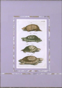 Tab. Lxxx Locusta Marina (Turtle) et. al.