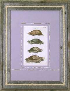 Antique Tab. Lxxx Locusta Marina (Turtle) et. al.