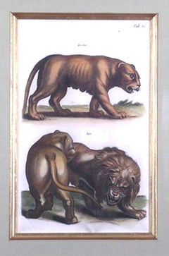 Tab. LI.  'Leonea' 'Leo'