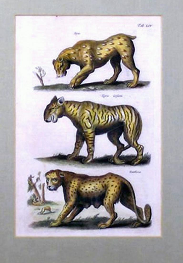 Tab. LIV.  Lynx, Tigris, Panthera - Print by Matthäus Merian the Elder