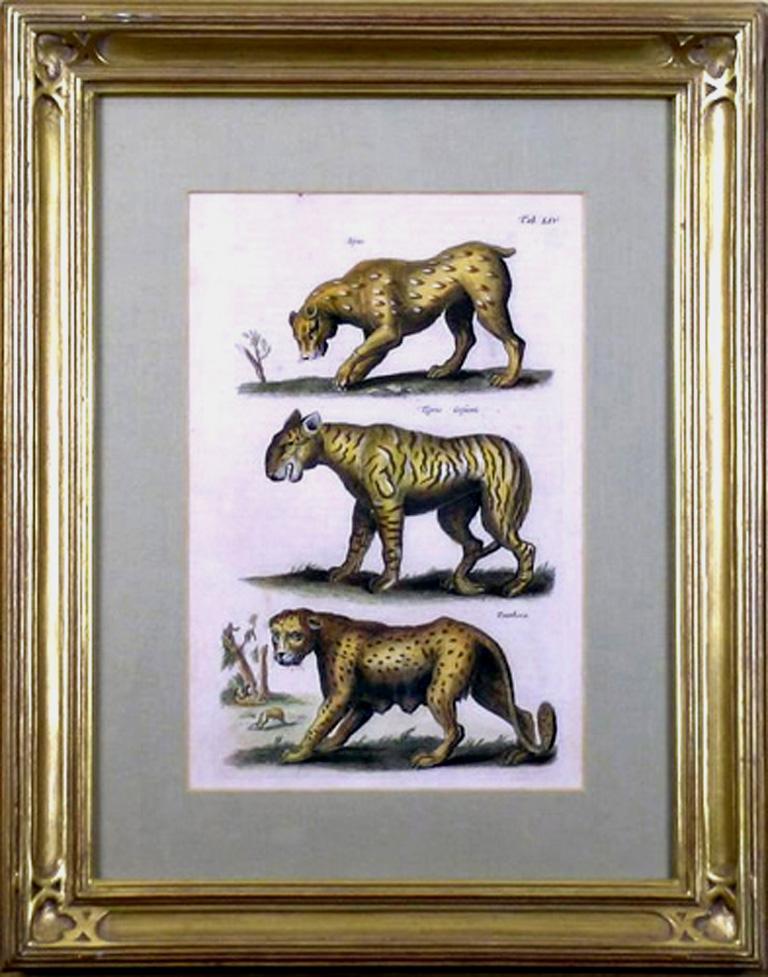 la table d'origine LIV.  Lynx, Tigris, Panthère - Autres styles artistiques Print par Matthäus Merian the Elder