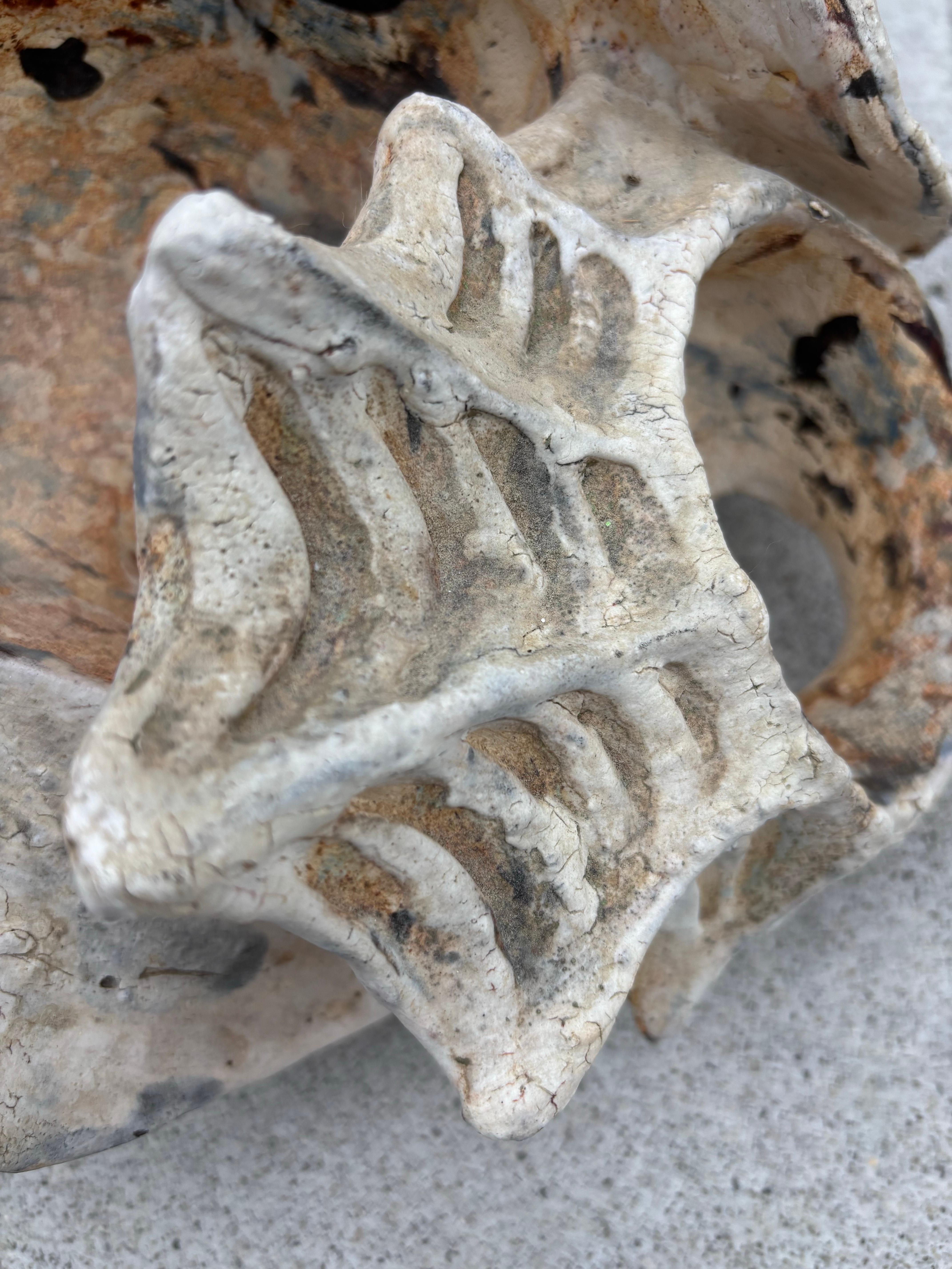 Matthew Burton Ceramic Shell For Sale 1