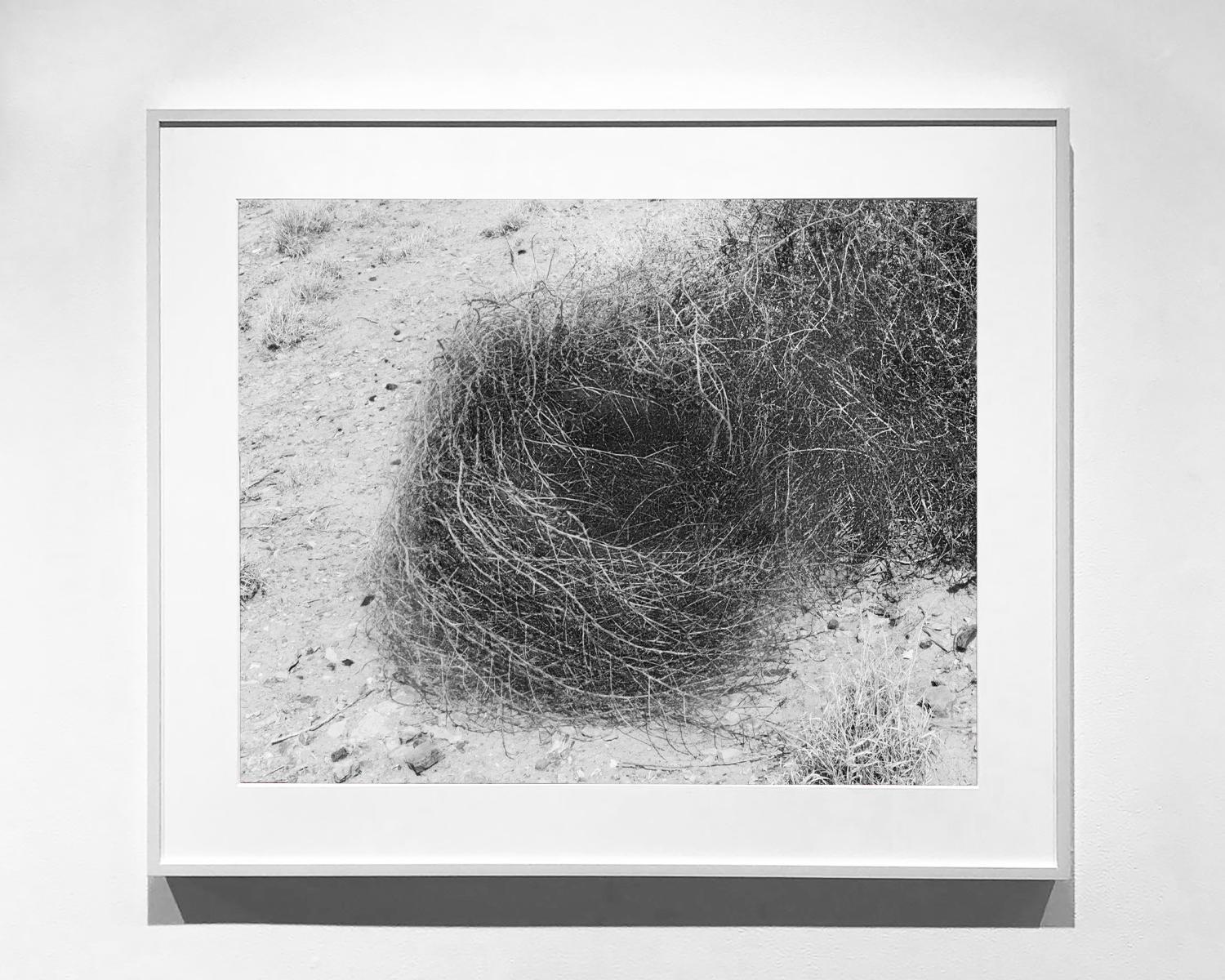 Brush, 2018; Black and White Photography; Landscape; 24 x 30 Inches For Sale 4