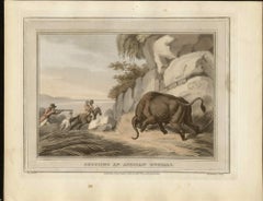 Shooting an African Buffalo, aquatint engraving hunting print, 1813