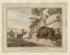 Antique Shooting an African Buffalo, aquatint engraving hunting print, 1813
