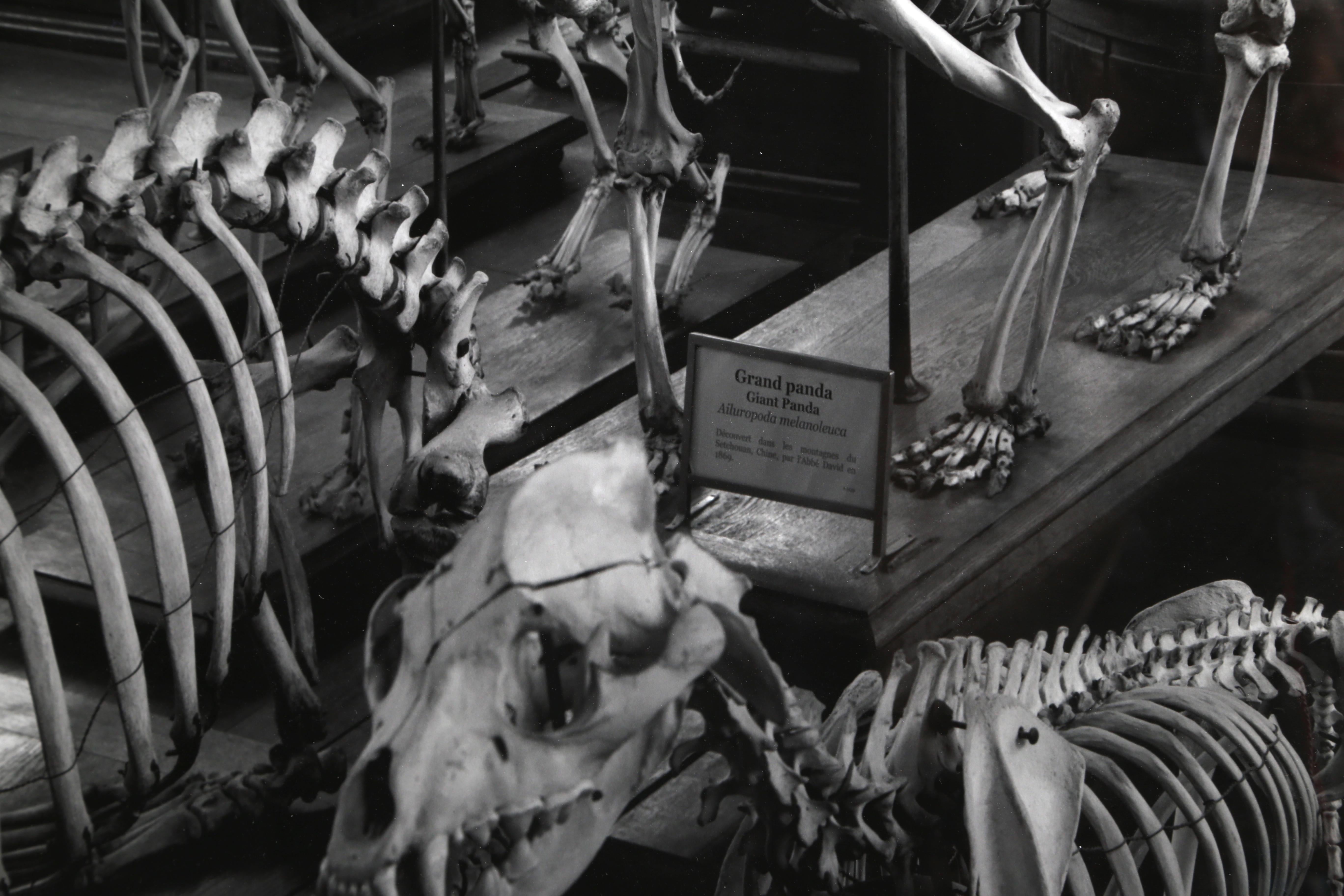 Hordes, La Galerie d'Anatomie Compare, Musée d'Histoire Naturelle - Photograph de Matthew Pillsbury