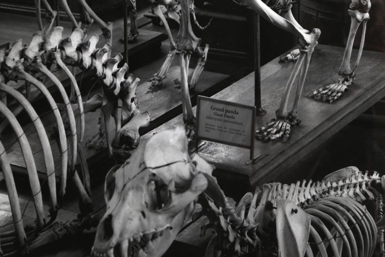Hordes, La Galerie d'Anatomie Comparée, Musée d'Histoire Naturelle - Photograph by Matthew Pillsbury