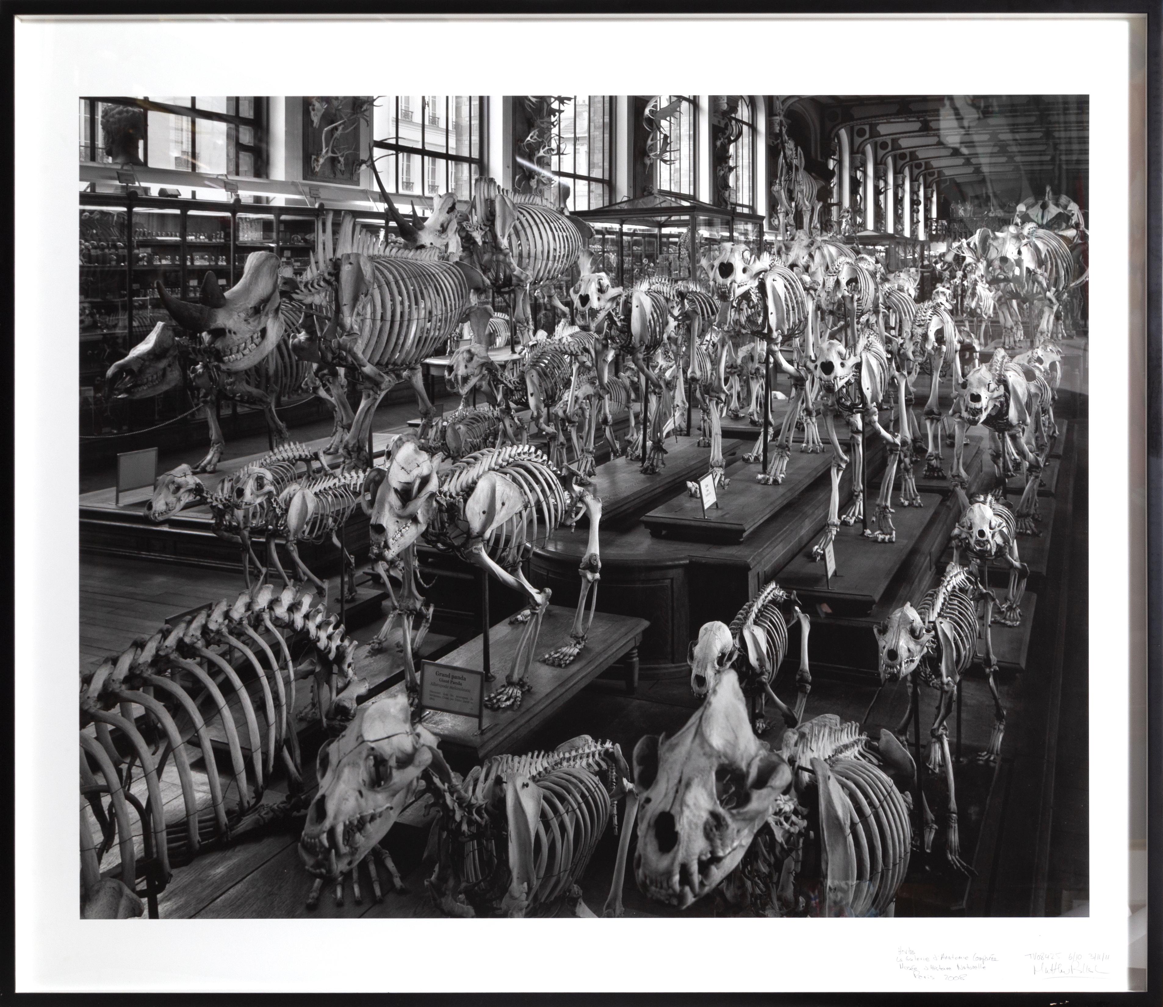 Black and White Photograph Matthew Pillsbury - Hordes, La Galerie d'Anatomie Compare, Musée d'Histoire Naturelle