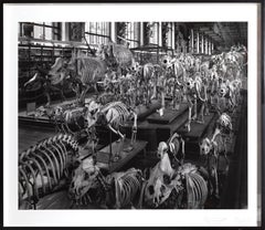 Hordes, La Galerie d'Anatomie Compare, Muse d'Histoire Naturelle