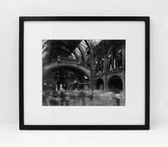 Wyoming Diplodocus, Natural History Museum, London