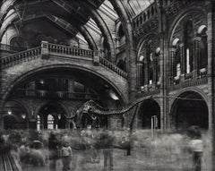 Wyoming Diplodocus, Natural History Museum, London, Landscape Photography